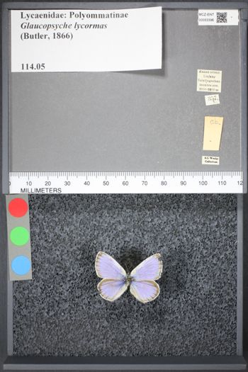 Media type: image;   Entomology 53396